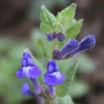 Scutellaria tuberosa Flor