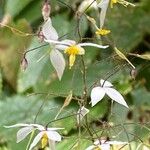 Epimedium stellulatum Blüte