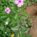 Catharanthus roseusKoor