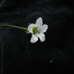 Parnassia nubicola عادت