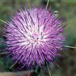 Onopordum macracanthum Flower