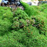 Arenaria tetraquetra Alkat (teljes növény)