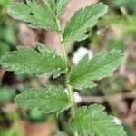 Erodium moschatum برگ