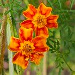 Tagetes tenuifolia Blüte