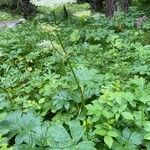 Peucedanum ostruthium Агульны выгляд