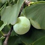 Ginkgo biloba Fruit