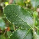 Garrya elliptica Leaf