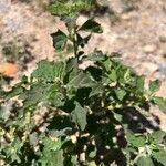 Atriplex suberecta Leaf
