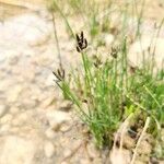 Cyperus laevigatus 整株植物