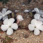 Linanthus dichotomus Flor