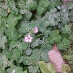 Oxalis violacea Flower