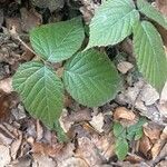 Rubus nigricans Fuelha