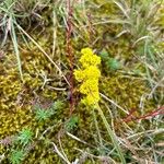 Galium verumFlower