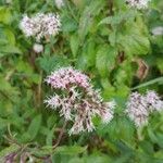 Eutrochium purpureum Flor