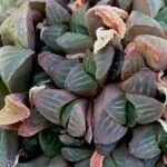 Haworthia mutica Hoja