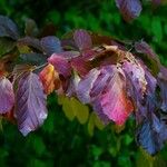 Parrotia subaequalis Hoja