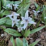 Erythronium albidum Květ