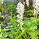 Tiarella cordifoliaFlower