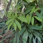 Saraca indica Leaf