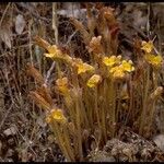 Orobanche fasciculata Hábito