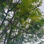 Jacaranda cuspidifolia Φύλλο