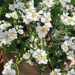 Nemesia strumosa Συνήθη χαρακτηριστικά