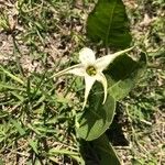 Jaborosa integrifolia Fleur