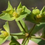 Euphorbia taurinensis Õis