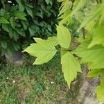 Acer negundoFoglia