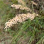 Achnatherum calamagrostis Frucht