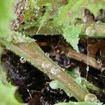 Lactuca muralis Bark