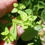 Euphorbia pterococca Blatt