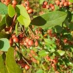 Cotoneaster glaucophyllus Fruit