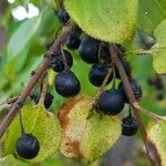 Rhamnus cathartica Fruit