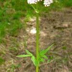 Valeriana dioica Virág