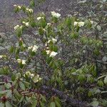 Rhododendron campylocarpum Habitat