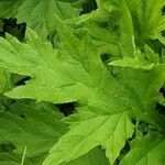 Echinops bannaticus Leaf