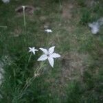Nicotiana longiflora Кветка