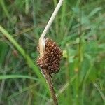 Juncus conglomeratus Fruit