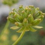 Bupleurum petraeum Fruit