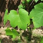 Vitis aestivalisبرگ