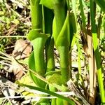 Sacoila lanceolata Corteza