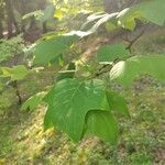 Liriodendron chinense 葉