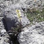 Pedicularis contorta 整株植物