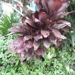 Cordyline fruticosa ശീലം