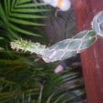 Opuntia dillenii Leaf