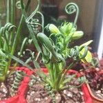 Albuca spiralis Folha