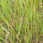 Agrostis stolonifera Feuille