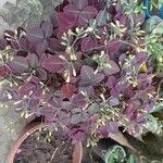 Oxalis hedysaroides Flor