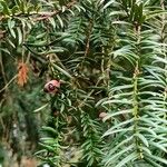 Taxus brevifolia Folha